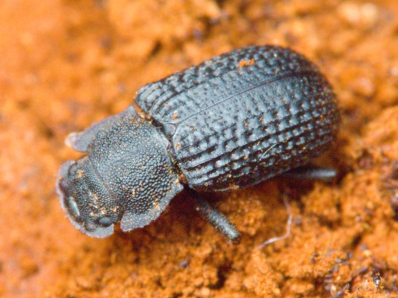 Bolitophagus reticulatus (Linnaeus, 1767)